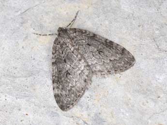 Epirrita autumnata Bkh. adulte - �Philippe Mothiron