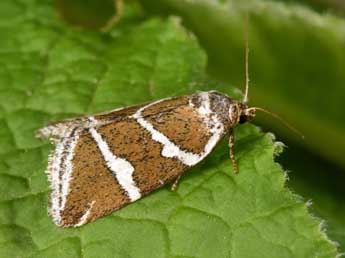 Deltote bankiana F. adulte - �Philippe Mothiron