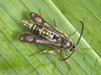 Chamaesphecia bibioniformis Esp. adulte - �Philippe Mothiron