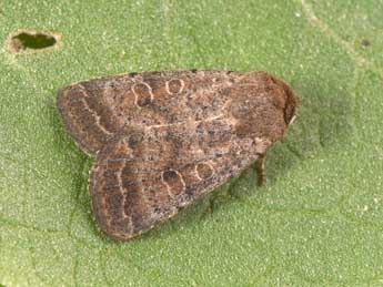 Hoplodrina blanda D. & S. adulte - �Philippe Mothiron