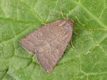 Acosmetia caliginosa Hb. adulte - �Philippe Mothiron