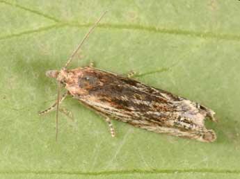 Eucosma cana Hw. adulte - �Philippe Mothiron