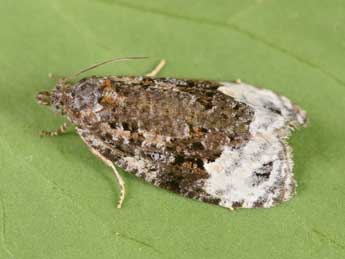 Apotomis capreana Hb. adulte - �Philippe Mothiron