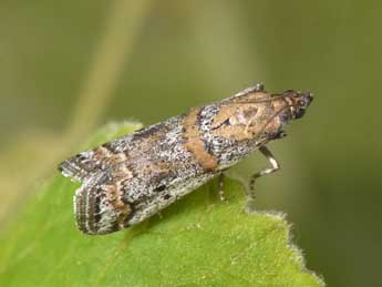 Acrobasis centunculella Mann adulte - �Philippe Mothiron