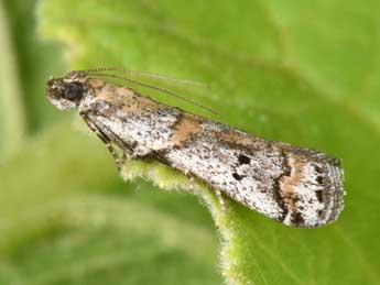 Acrobasis centunculella Mann adulte - �Philippe Mothiron