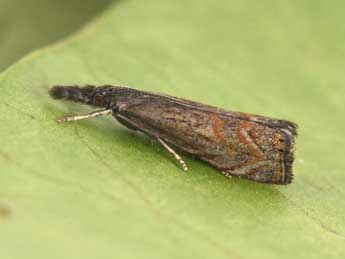 Platytes cerussella D. & S. adulte - �Philippe Mothiron