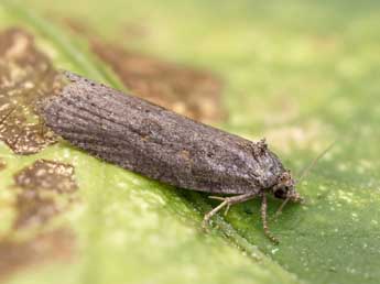 Eana clercana J. Joan. adulte - �Lionel Taurand