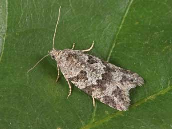 Cnephasia communana H.-S. adulte - �Philippe Mothiron