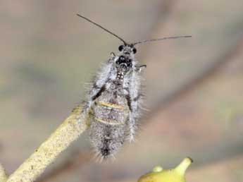 Exapate congelatella Cl. adulte - �Paule Ehrhardt