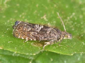 Dichrorampha consortana Stph. adulte - �Philippe Mothiron