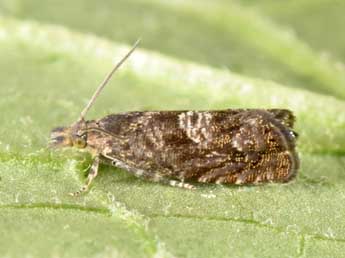 Dichrorampha consortana Stph. adulte - �Philippe Mothiron