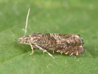 Dichrorampha consortana Stph. adulte - �Philippe Mothiron