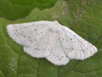 Dyscia conspersaria D. & S. adulte - �Philippe Mothiron