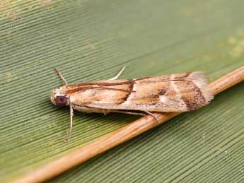 Ancylosis convexella Led. adulte - �Lionel Taurand