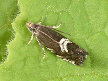 Grapholita coronillana Z. adulte - �Philippe Mothiron