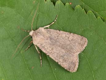 Euxoa cos Hb. adulte - �Philippe Mothiron