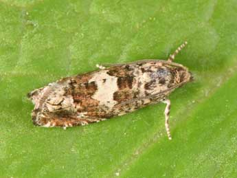 Epiblema costipunctana Hw. adulte - �Philippe Mothiron