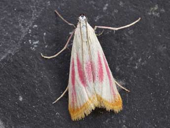 Eurhodope cruentella Dup. adulte - �Friedmar Graf