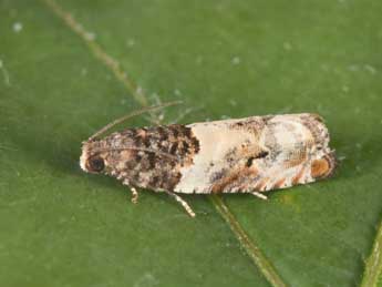 Gypsonoma dealbana Fr�l. adulte - �Philippe Mothiron