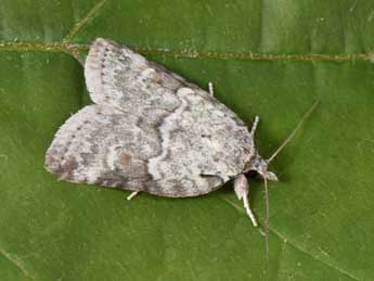 Nycteola degenerana Hb. adulte - �Philippe Mothiron