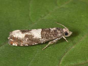 Epinotia demarniana Fisch. adulte - �Philippe Mothiron