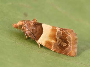 Epinotia festivana Hb. adulte - �Philippe Mothiron