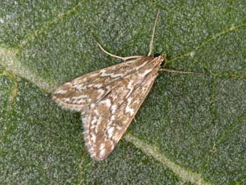 Evergestis frumentalis L. adulte - �Philippe Mothiron