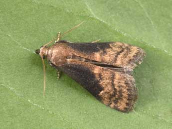 Euzophera fuliginosella Hein. adulte - �Philippe Mothiron