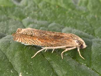 Eucosma fulvana Stph. adulte - �Philippe Mothiron