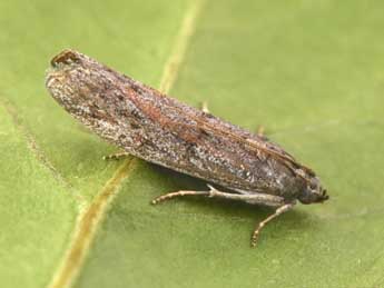 Cadra furcatella H.-S. adulte - �Philippe Mothiron