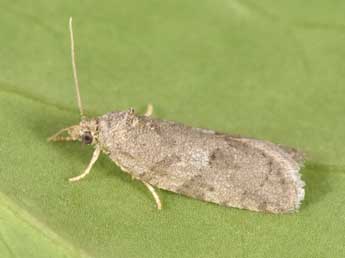 Cnephasia genitalana Pierce & Metc. adulte - �Philippe Mothiron