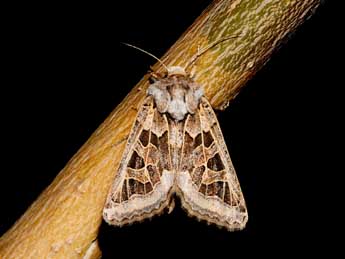 Episema grueneri Bsdv. adulte - �Alexandre Van der Yeught