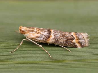 Ancylosis harmoniella Rag. adulte - �Lionel Taurand