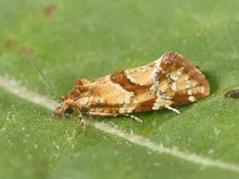 Aethes hartmanniana Cl. adulte - �Philippe Mothiron