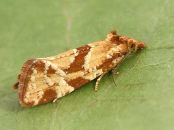 Aethes hartmanniana Cl. adulte - �Philippe Mothiron