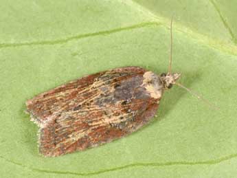 Acleris hastiana L. adulte - �Philippe Mothiron