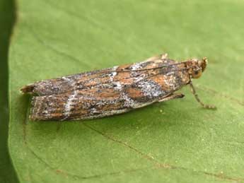 Uncinus hispanellus Stgr adulte - �Philippe Mothiron