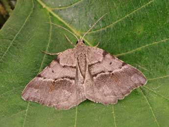 Macaria ichnusae Govi & Fiumi adulte - �Lionel Taurand