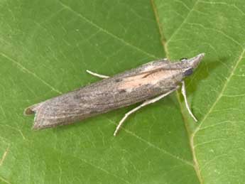 Epischnia illotella Z. adulte - �Philippe Mothiron