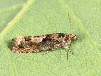 Epinotia immundana Fisch. adulte - �Philippe Mothiron