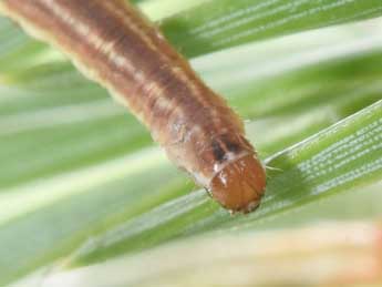  Chenille de Eupithecia indigata Hb. - �Philippe Mothiron