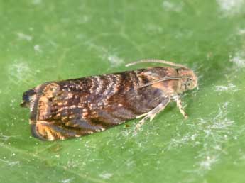 Grapholita janthinana Dup. adulte - �Philippe Mothiron