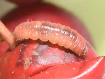  Chenille de Grapholita janthinana Dup. - �Philippe Mothiron