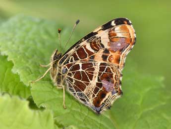 Araschnia levana L. adulte - �Philippe Mothiron