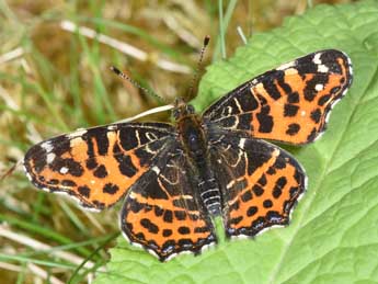 Araschnia levana L. adulte - �Philippe Mothiron