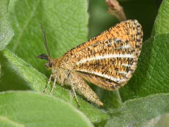 Isturgia limbaria F. adulte - �Philippe Mothiron