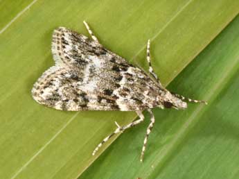 Eudonia lineola Curt. adulte - �Philippe Mothiron