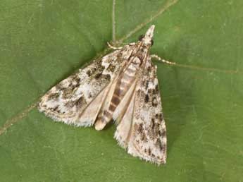 Eudonia lineola Curt. adulte - �Philippe Mothiron