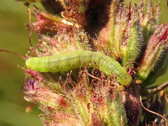  Chenille de Acleris lorquiniana Dup. - �Ruben Meert