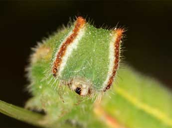  Chenille de Hyponephele lupina Costa - �Wolfgang Wagner, www.pyrgus.de